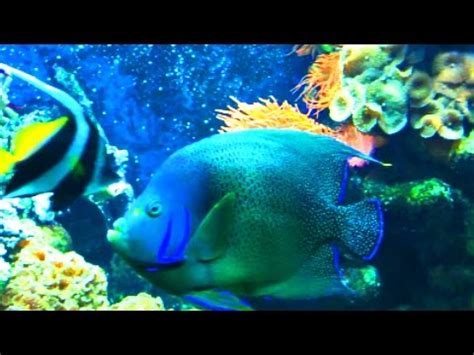 Аквариумные Рыбки для Детей - YouTube