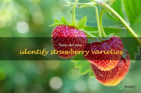 Discovering The Different Varieties Of Strawberries A Guide To Identification Shuncy