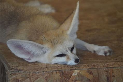 Do Fennec Foxes Make Good Pets? - A-Z Animals