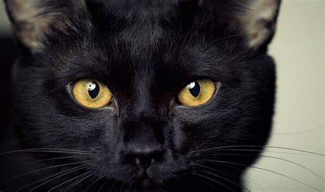 Black Cat Breeds