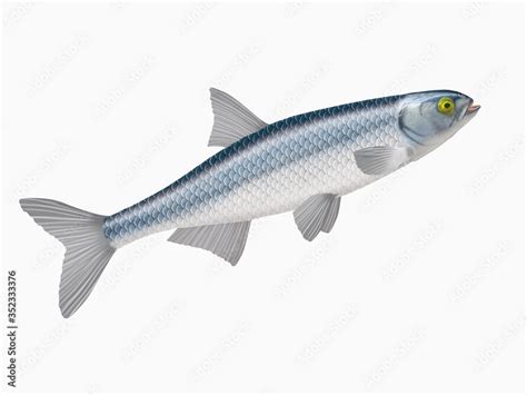 Ilustracja Stock poisson able de heckel isolé aliment blanc