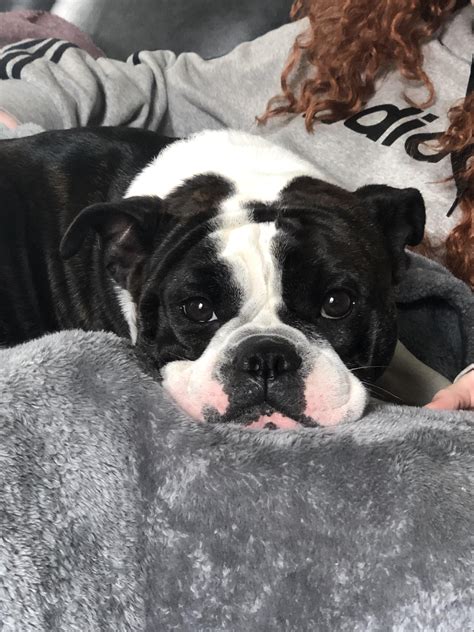 English Bulldog Terrier Mix