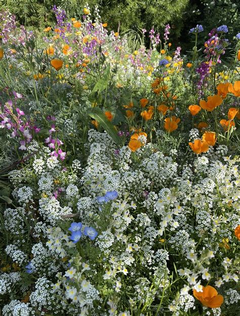Starting a Wildflower Garden: Tips and Tricks - A Vintage Splendor