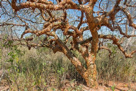 Rvore Imburana Commiphora Leptophloeos Na Caatinga Imburana Tree