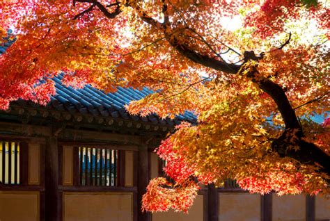 2023 Fall Foliage Busan Best Autumn Spot Day Tour Everyday 28 Oct