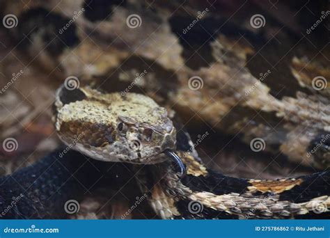 A Snake in its Habitat stock photo. Image of dangerous - 275786862