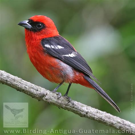 White Winged Tanager Piranga Leucoptera