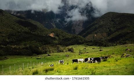 9 Hundred Cattle Farm Sabah Royalty Free Images Stock Photos