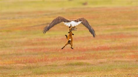 A Fox and an Eagle Fight Over a Rabbit in Mid-Air. Who Will Win ...