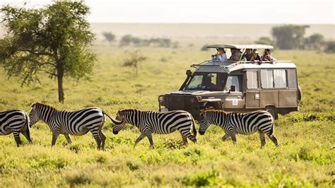 African Wildlife Tours and Safaris - Need Circle