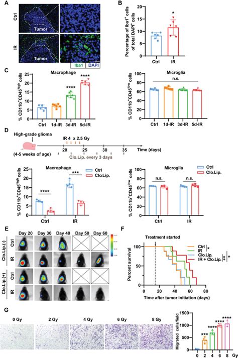 Macrophage Accumulation Following Radiotherapy Promotes Gbm