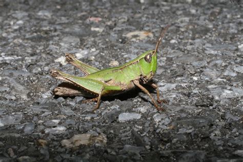 Maryland Biodiversity Project Short Winged Green Grasshopper Dichromorpha Viridis