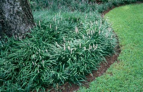 Looking for Low-Maintenance? Try Liriope | Whitehouse Landscaping