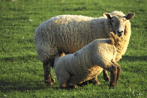 9 Best Sheep Breeds for Milk Production (With Pictures)