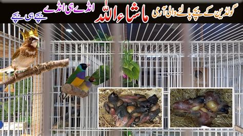 How To Foster Exotic Finches Eggs To Bangales Finch Gouldian Ke Eggs Ko