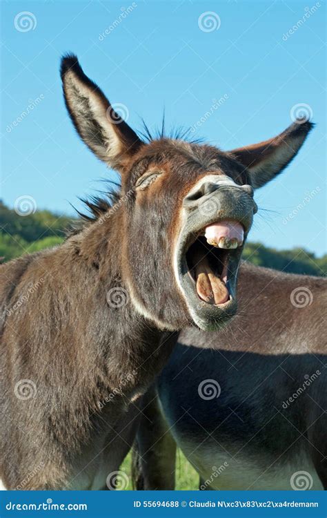 Funny Donkey Stock Photo Image Of Donkey Laughing Animal 55694688