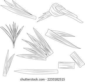 Vector Pandan Leaves White Background Stock Vector Royalty Free