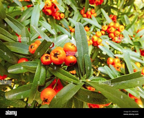 Plenty Of Hawthorn Fruit With Green Leaves Background Small Raw Pome