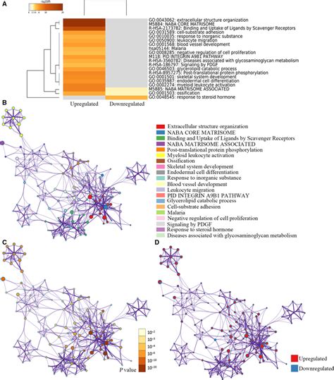 Visualizations Of Functional Enrichment And Interactome Analysis