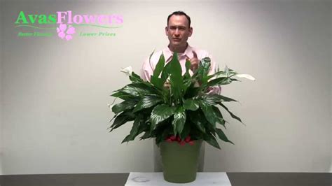 Avas Flowers Peace Lily Plant Youtube