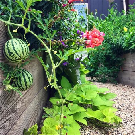 Casey Lynn Lawrence On Instagram Every Year I Grow Watermelons In My