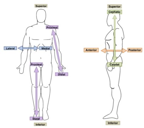 Directional Anatomy Terms An Overview Albert Resources