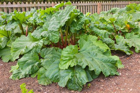 Rhubarb Flowers Tips On Why And What You Can Do