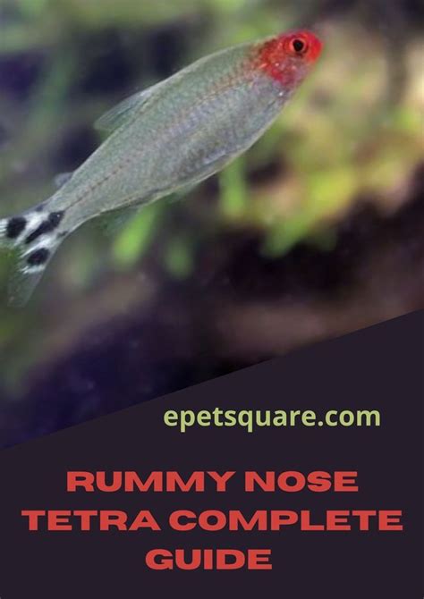 A Red And Black Fish With The Words Rummy Nose Tetra Complete Guide