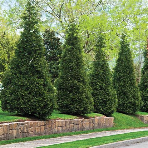 Eastern Red Cedar Evergreen Shrubs At