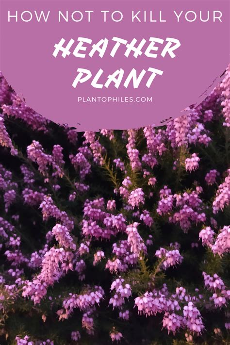 how to care for a heather plant