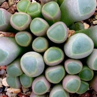 Fenestraria Rhopalophylla Ssp Aurantiaca Vensterplantjie Window