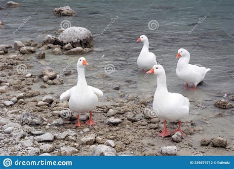 Cuatro Gansos Blancos De Nieve En La Orilla Del Lago Foto De Archivo