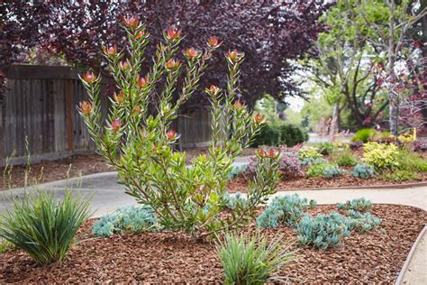 Free Drought Tolerant Landscape Plans Community Of Harbor Bay Isle