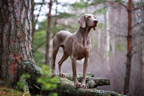 5 Weimaraner Colors: Introducing You To The Gray Ghost