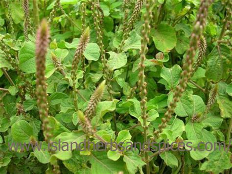 Dried Devils Horsewhip Achyranthes Aspera Organic Island Herbs