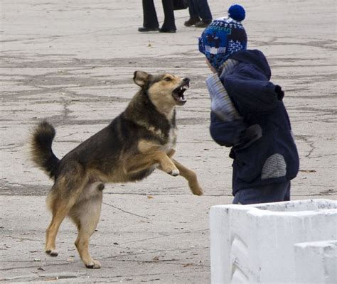 C Mo Protegerte Del Ataque De Un Perro