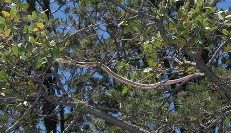 Striped Whipsnake From Grant County NM USA On May 25 2015 At 11 50