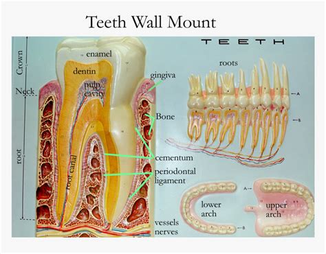 Tooth Anatomy Labeled - Anatomical Tooth Labeled Diagram Stock Vector ...