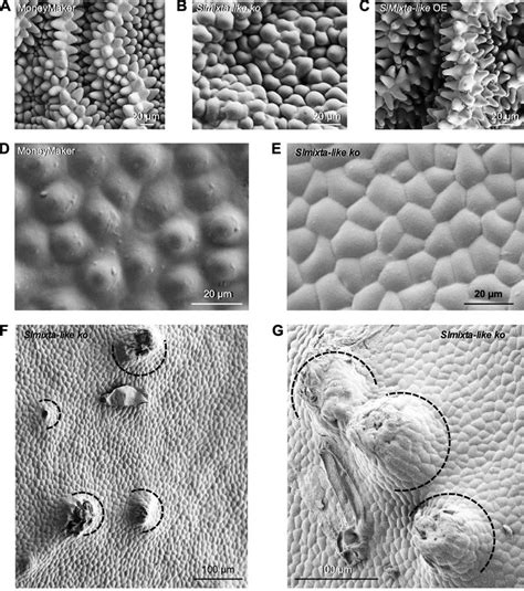 Effect Of SlMixta Like On The Formation Of Conical Cells In Tomato A