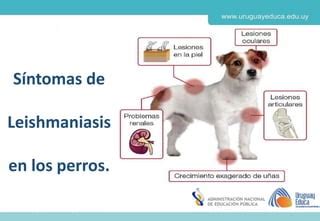 Leishmaniasis En Perros Ppt