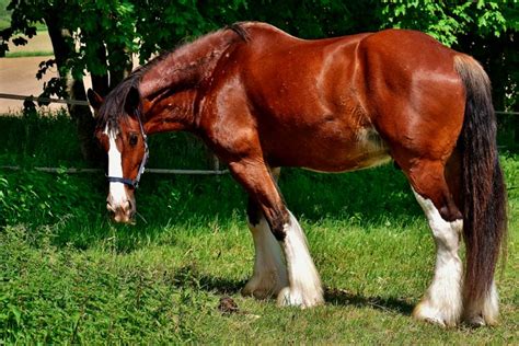 📸 Fotos De Caballos Percherones Todo Sobre Caballos