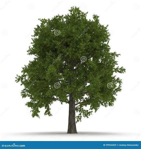 Green Summer Red Oak Tree Isolated On White. 3D Illustration Stock ...