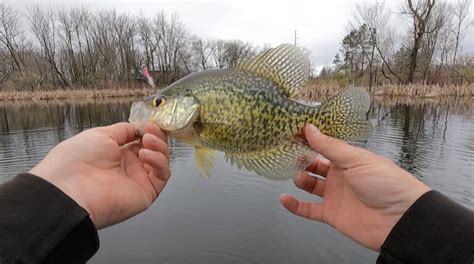 Crappie Fishing Virtual Angling