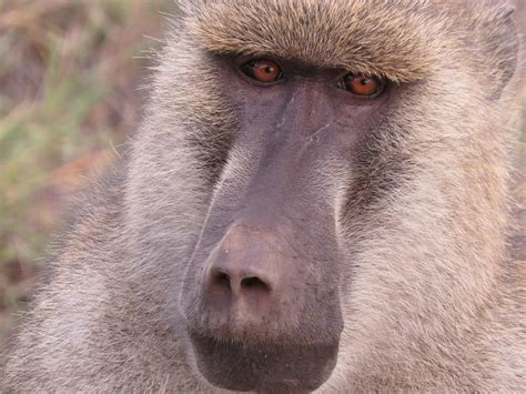 Baboon Kenya Africa Wildlife Safari Free Image From