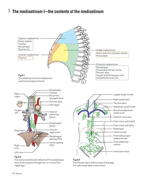 Anterior Mediastinum Contents