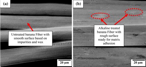 Sem Image Of A Untreated And B M Naoh Treated Banana Fiber