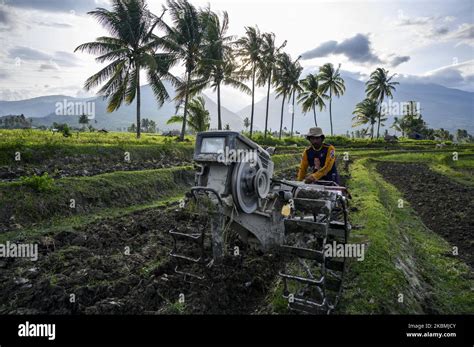 A Farmer Plows His Field Using A Hand Tractor To Prepare Rice For