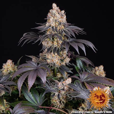 Gelato Strain Seeds BARNEYS FARM USA