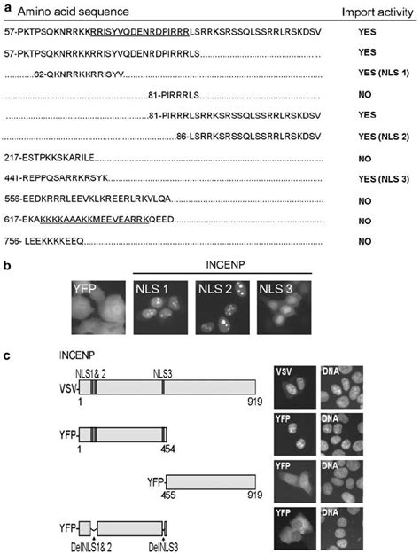 Incenp Contains Multiple Functional Nuclear Localization Signals