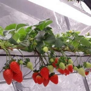 Comment faire pousser des fraises biologiques à la maison toute lannée